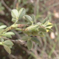 Stylosanthes fruticosa (Retz.) Alston